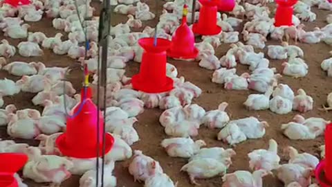 poultry farming