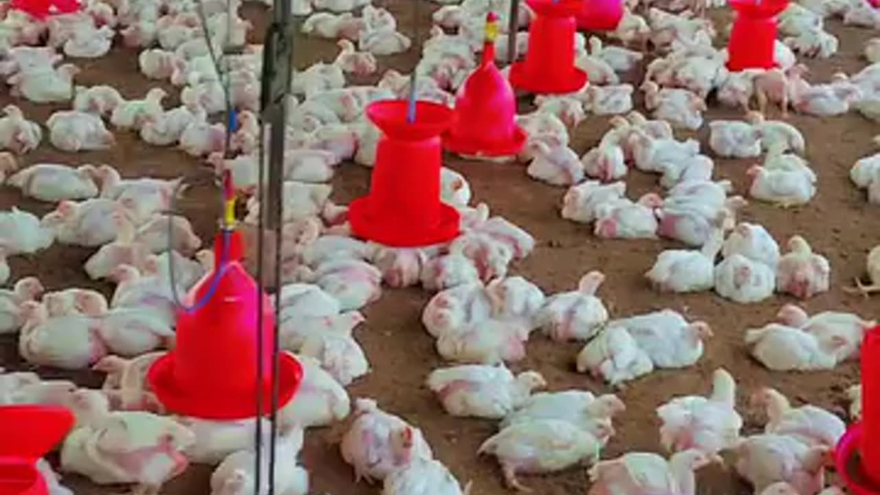 poultry farming