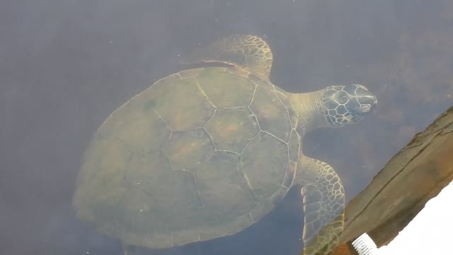 Seaturtle Visitor #NatureInYourFace