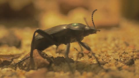 beetle macro shot on gravel