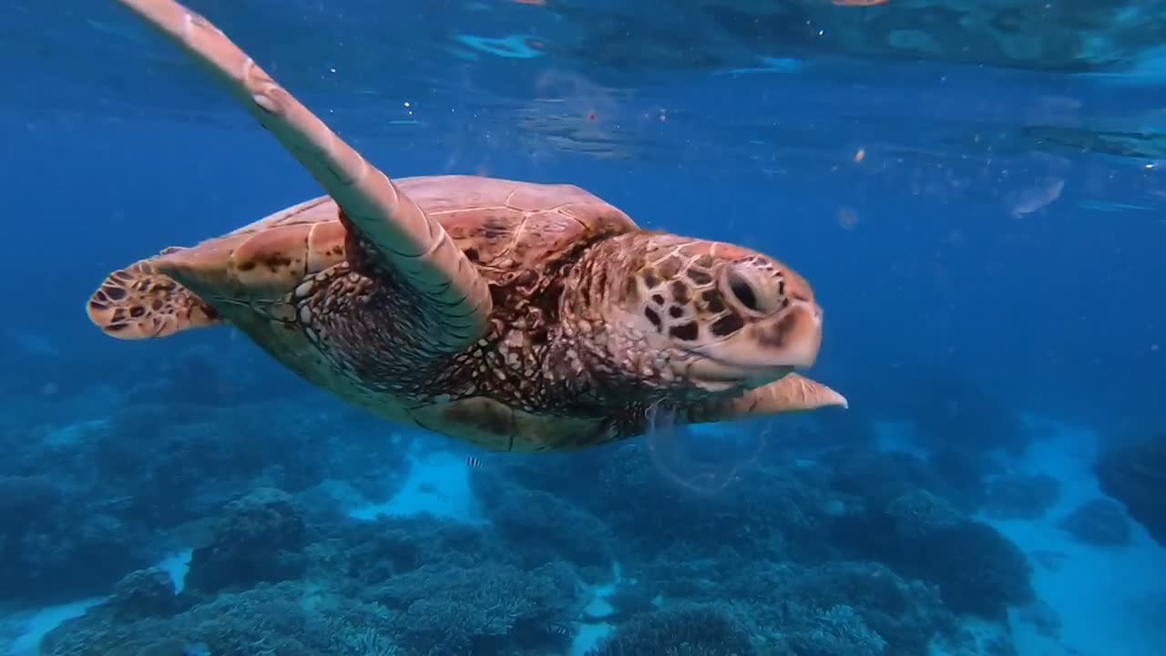 Turtles Dine out on Jellyfish Smorgasbord