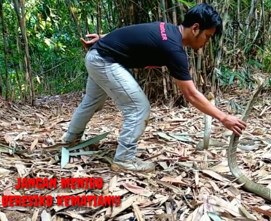 Play with two deadly king cobras - AnimalLover #rumble