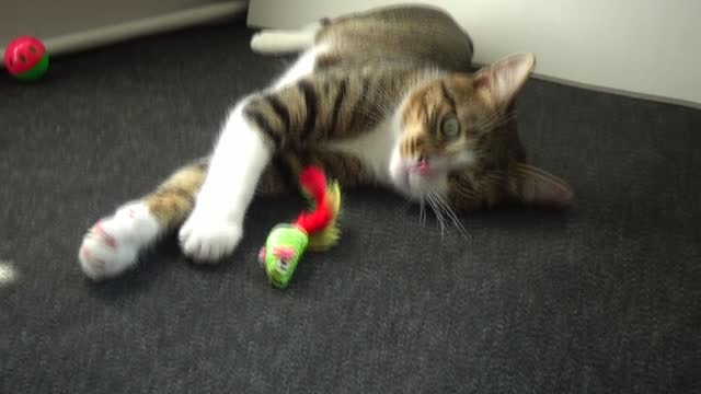 Adorable Little Cat Plays with His Toys