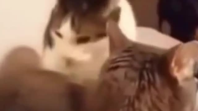 You fart!