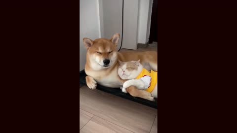 Funny cats dogs and monkey animals Video moments Best of the | cats | dogs | monkey