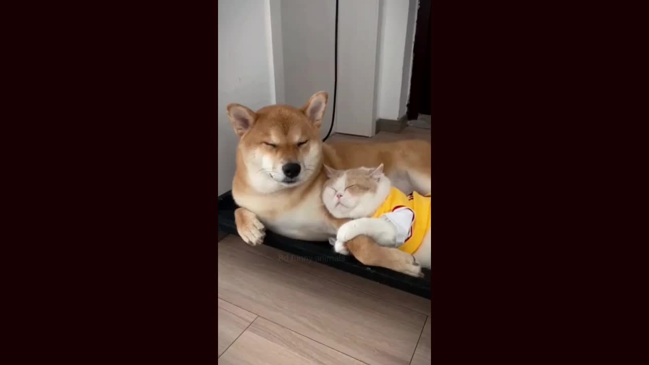 Funny cats dogs and monkey animals Video moments Best of the | cats | dogs | monkey