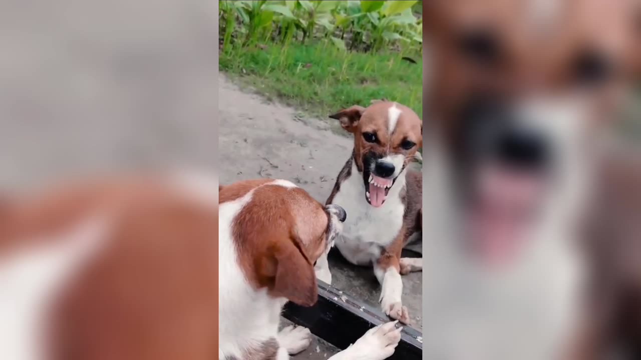 Cat and dog laughing moments 😅😅😅😅