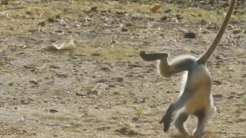 Funny animal video comedy 🤣 show 🤣