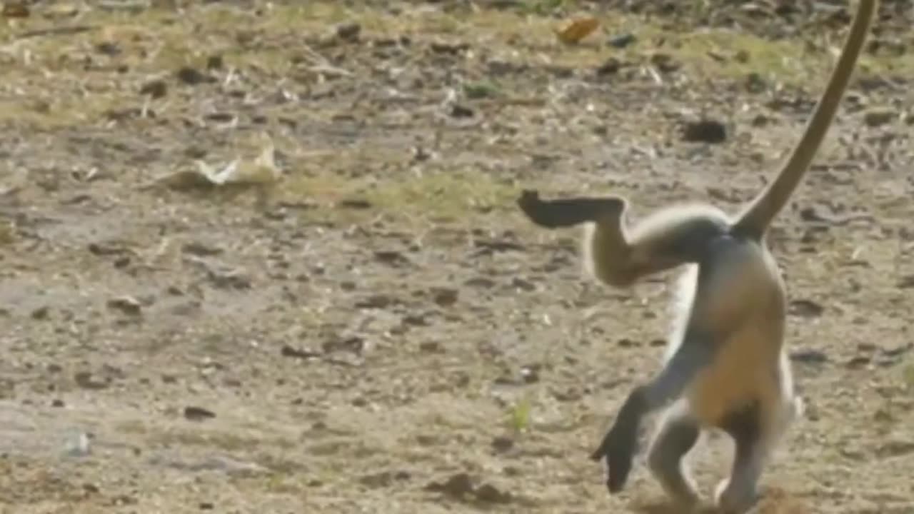 Funny animal video comedy 🤣 show 🤣