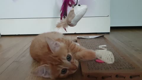A baby cat is playing with a toy mouse.