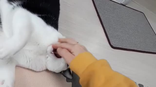 Don't get me wrong I'm playing with a cat