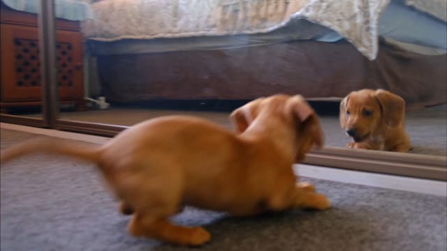 Funny Dog 🤣 Fighting With Himself