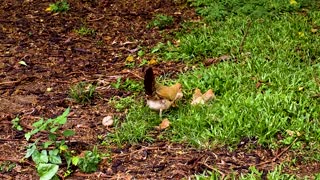 The hen and her young on a walk on the farm