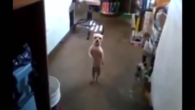 Dog dancing in a music. Try not to laugh