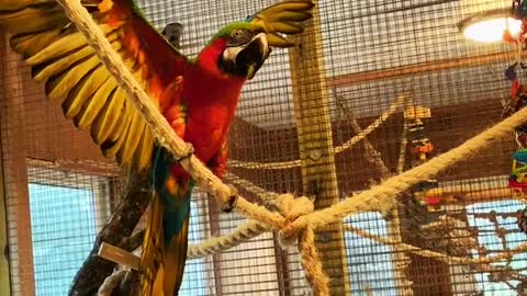 hybridmacaw#harlequin