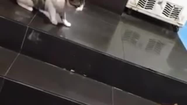 Este golden evita una pelea de gatos