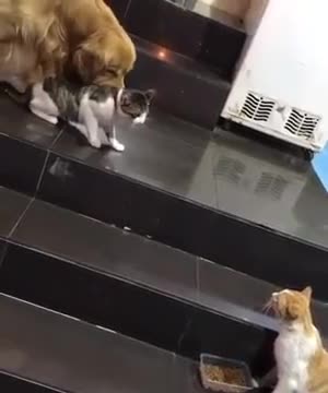 Este golden evita una pelea de gatos