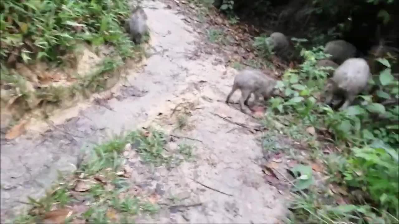 Malaysia hike meet friendly wild boar