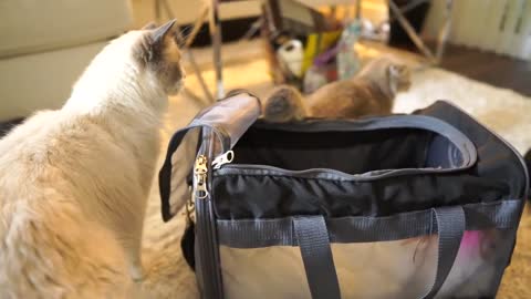 Scottish Fold kitten meets a 5 yrs old Ragdoll cat first time _ cute kitten hissing another cat