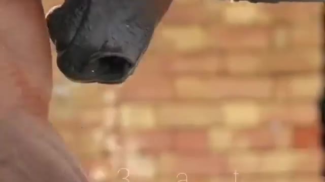 Beautiful Horse Compilations #01