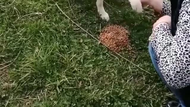 Giving food to the dog
