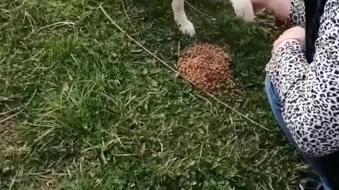 Giving food to the dog