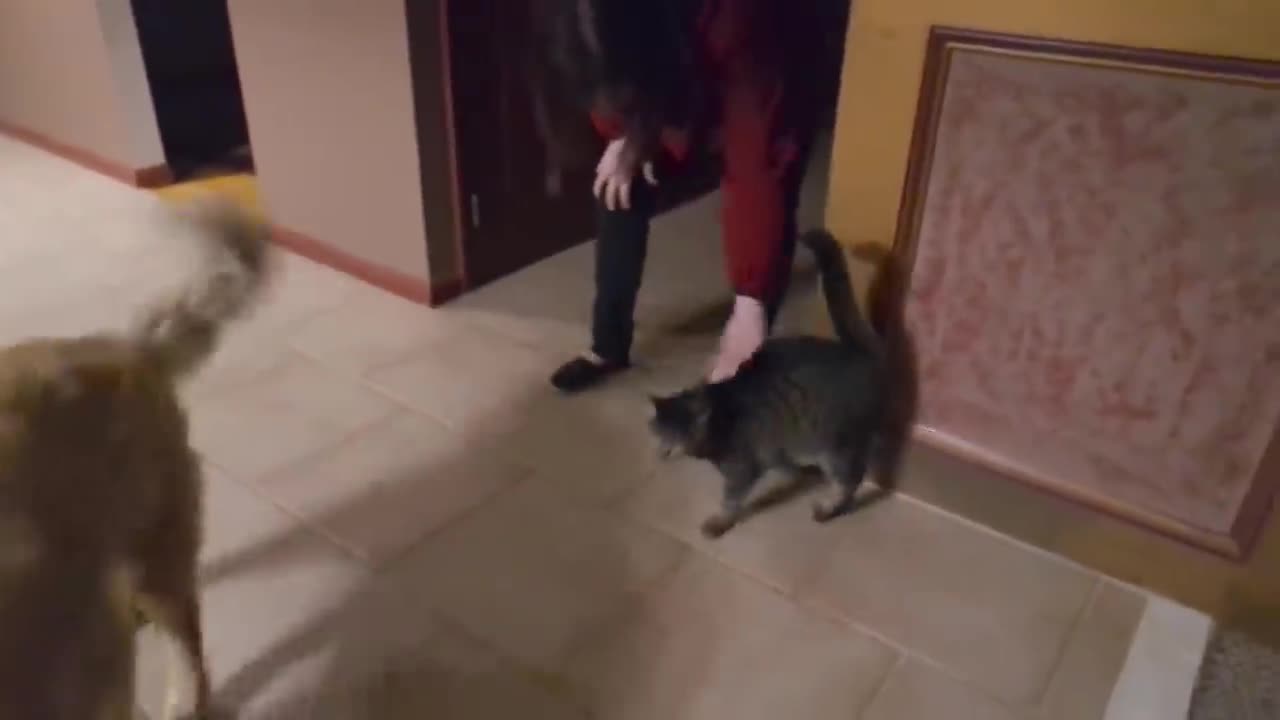 Cat's emotional reaction to reunion with blind dog