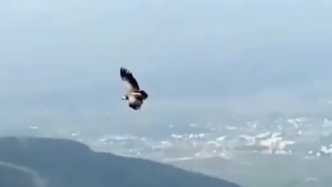 Wildlife in closer view with a natural perspective.