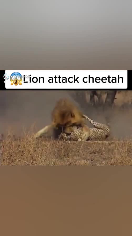 Dangerous lion attack on cheetah