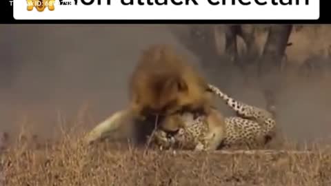 Dangerous lion attack on cheetah