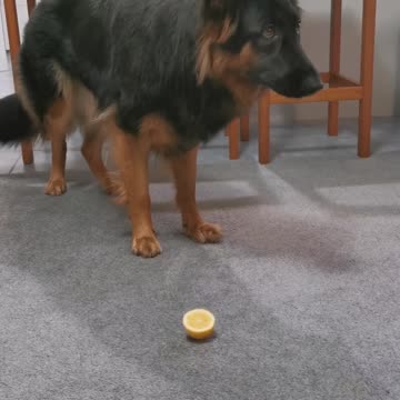 Excited German Shepherd asks for a Lemon and instantly regrets it
