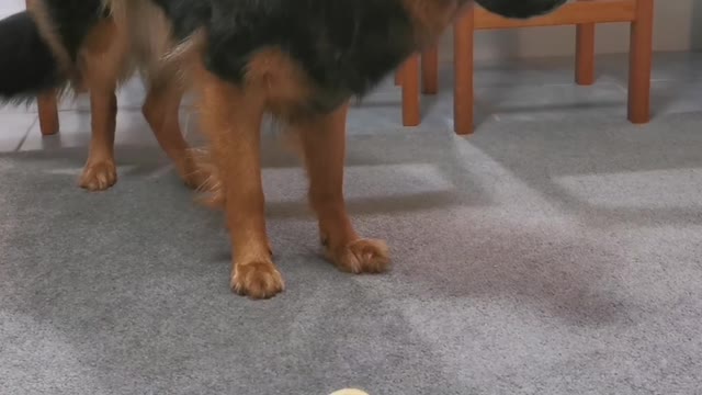 Excited German Shepherd asks for a Lemon and instantly regrets it