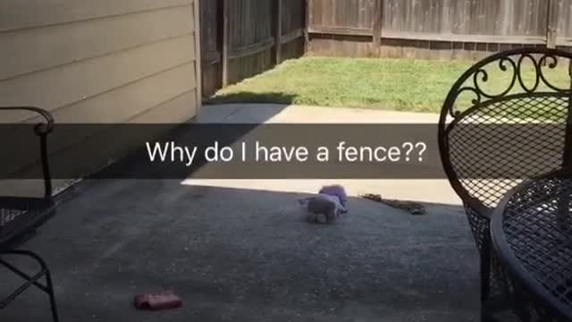 Dog jumps a really high fence like nothing is there