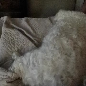 Doggy wrestling match on the bed