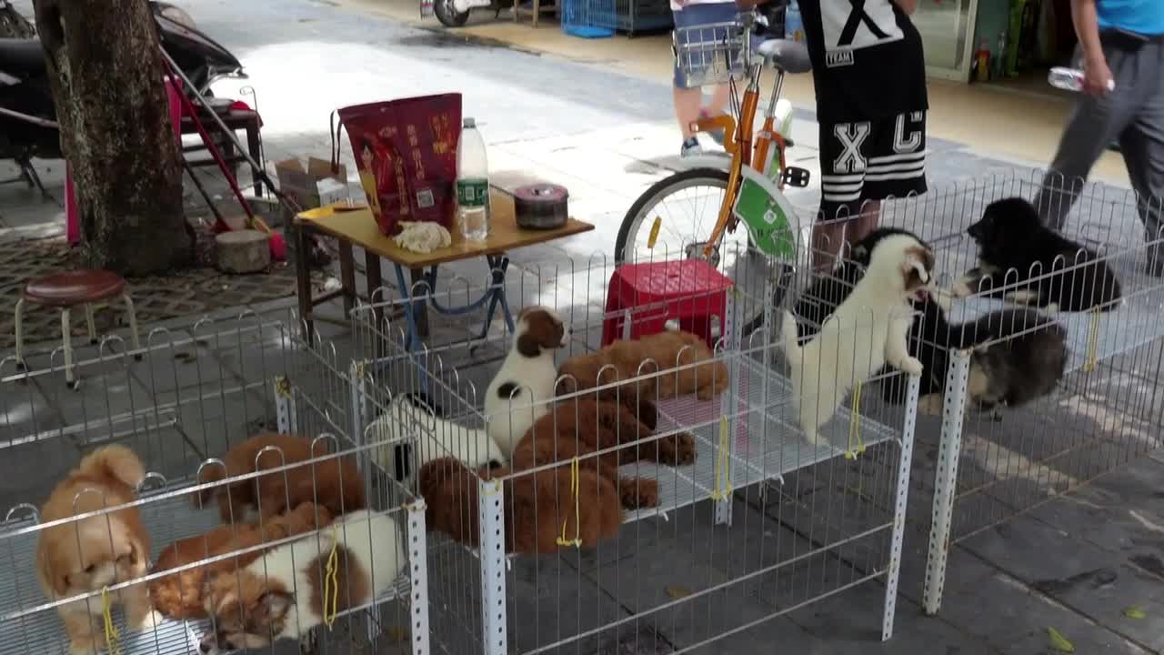 Makeshift shop selling animals, pets, dogs, puppies on a sidewalk of Guilin, China, Asia