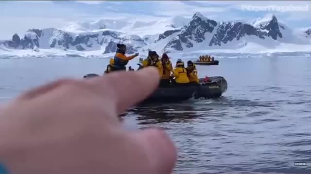 OMG!! Penguin escape from shark jaw and jumps into the boat 😱👀🤯😯