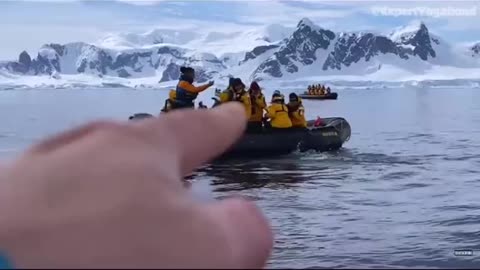 OMG!! Penguin escape from shark jaw and jumps into the boat 😱👀🤯😯