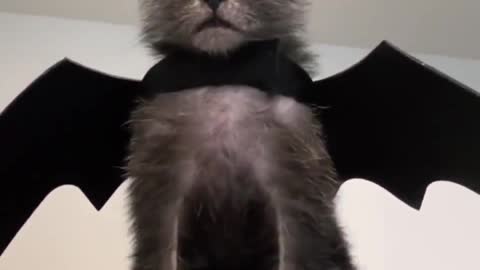 The Bat Cat