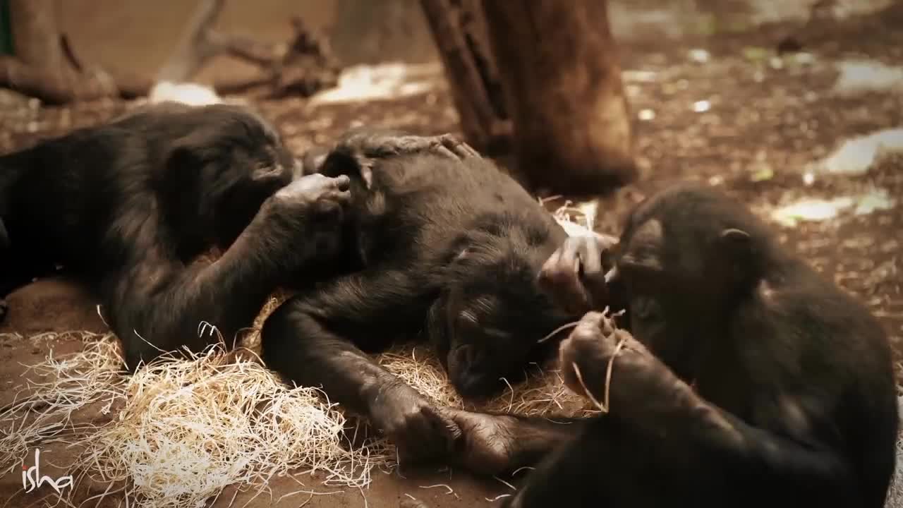 Monkey happy moments
