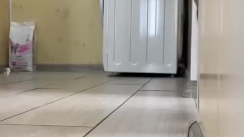 cat peeking behind the door