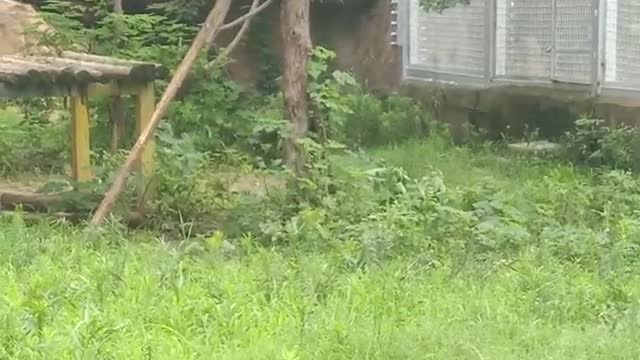 Black tigers like to walk by themselves