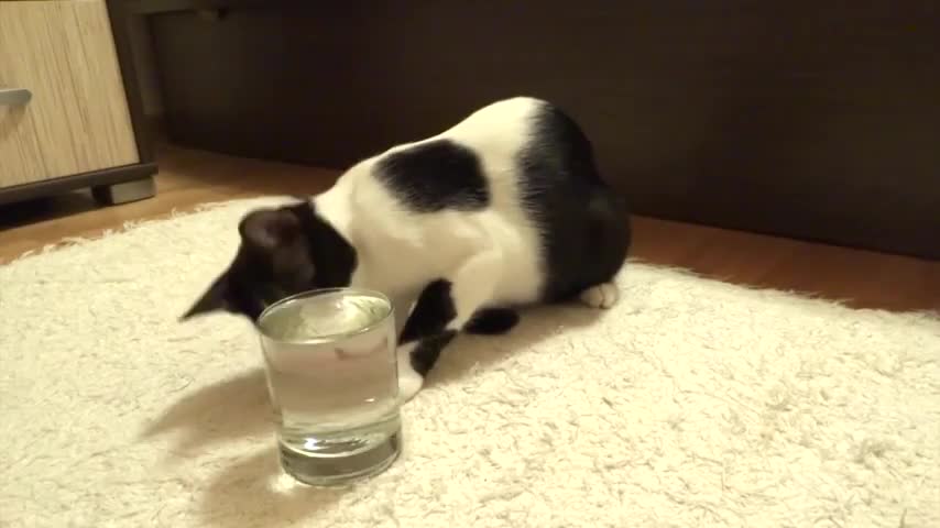 Cat throughly confused by carbonated drink has purrfec