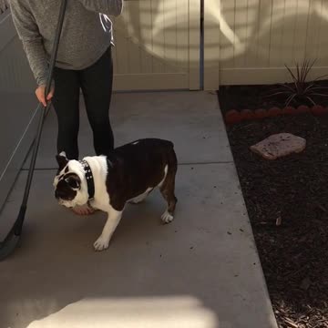 Bulldog odia la escoba, se niega a dejar barrer a su dueña