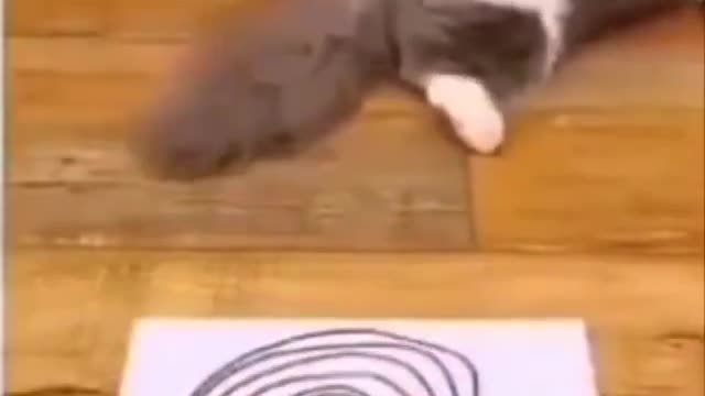 Cat get dizzy haha