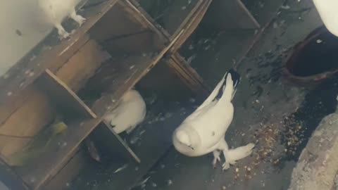 My pigeon loft🤡🤡🤡🤘✌