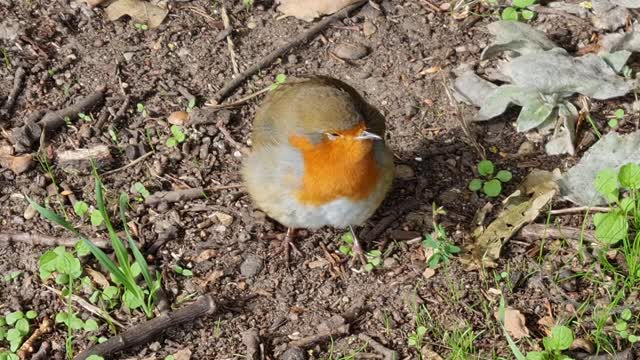 beautiful little bird in the garden