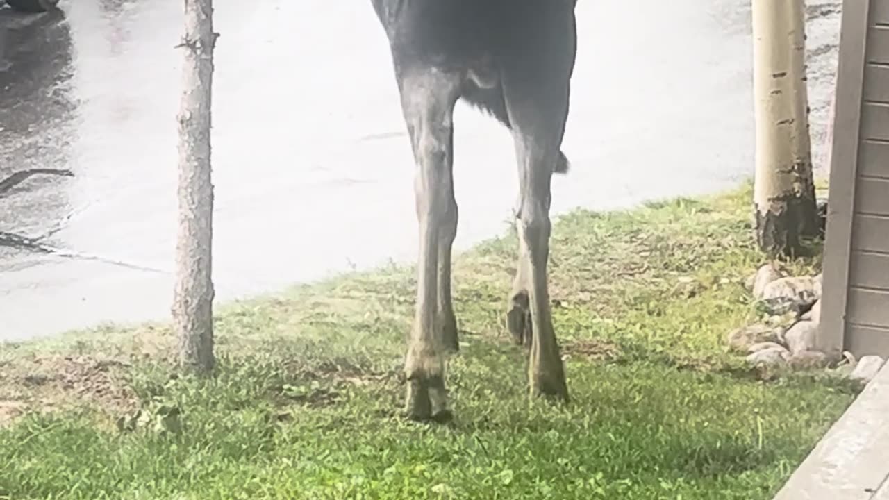 Close Encounter of the Moose Kind