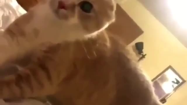 Cute kitten reaction