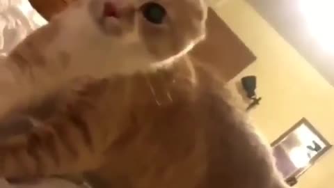 Cute kitten reaction