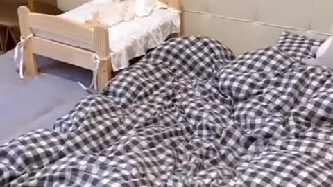 Owner Find Cat In Her Bed